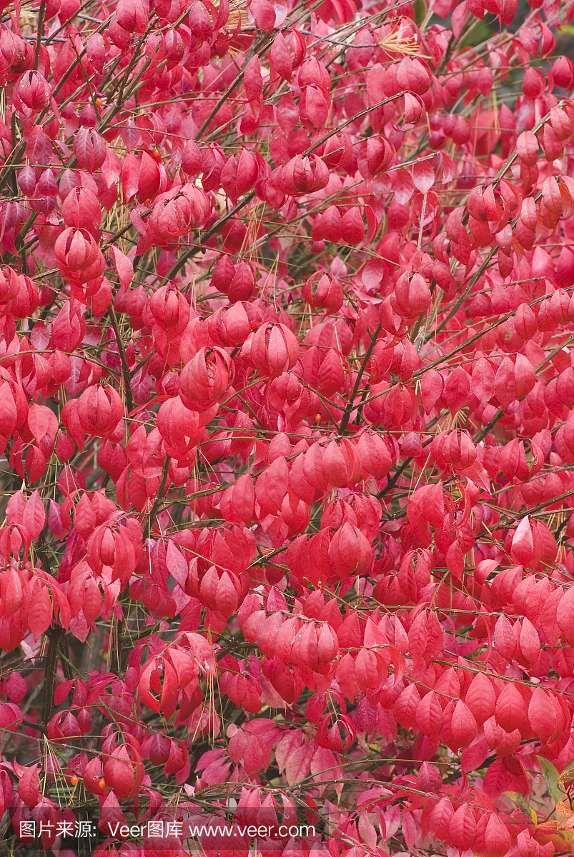 户外,叶子,彩色图片,垂直画幅