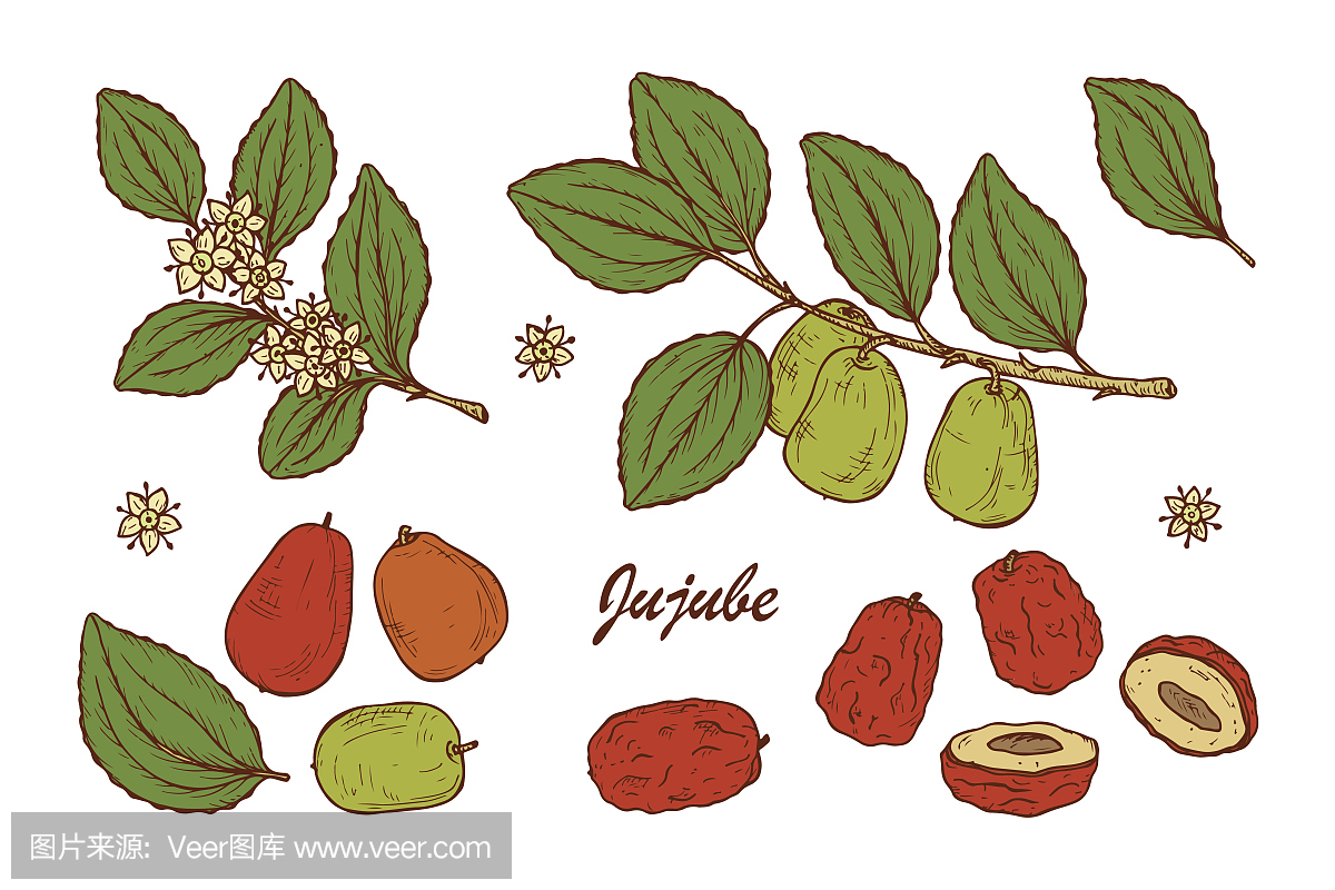 药用植物套装异国热带水果枣有时是枣子或枣子