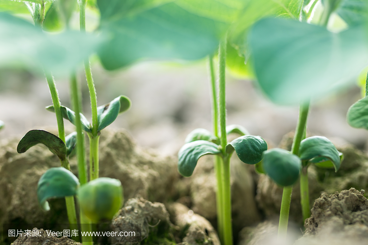 发芽,萌芽,长芽,出芽