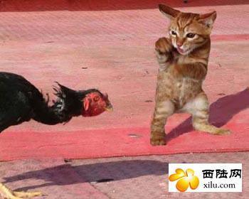 猫咪和公鸡打架_搞笑动物_朝夕网qq表情-18kb