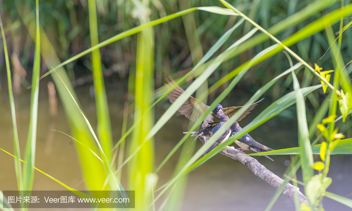 坐,安静,北美歌雀,池塘