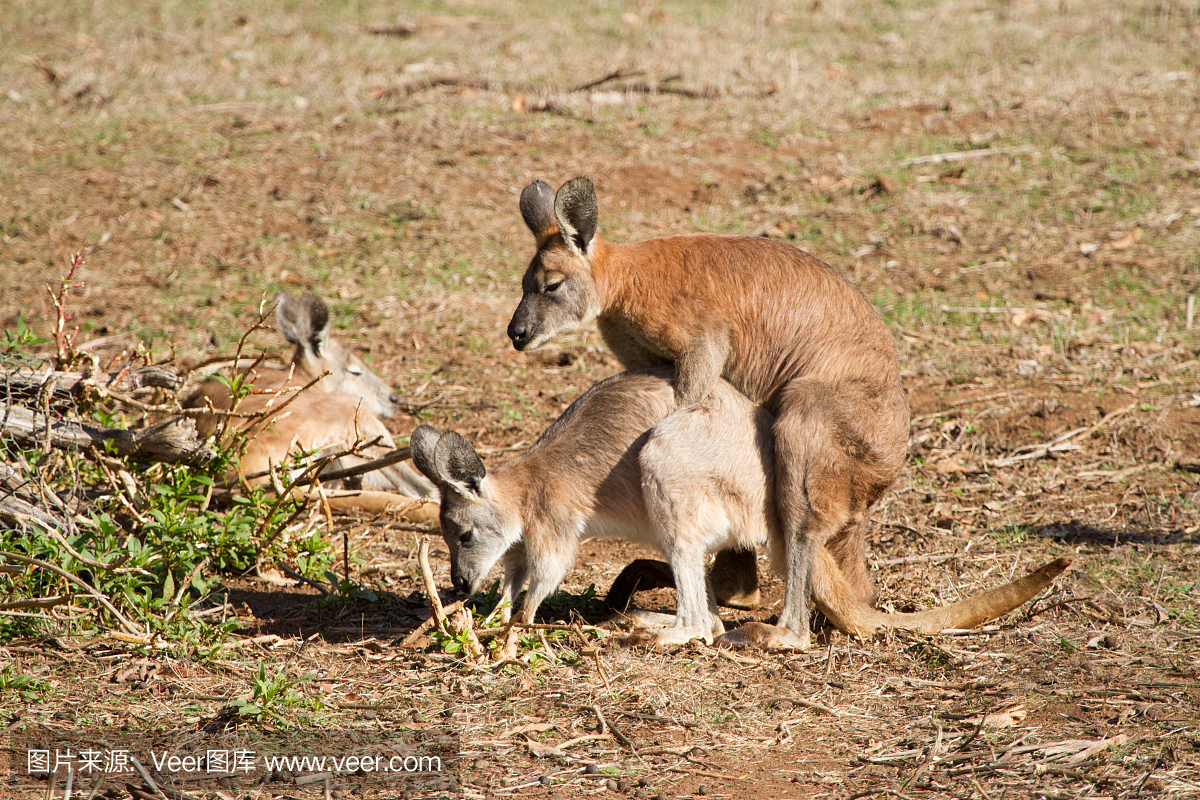 Wallaroo交配