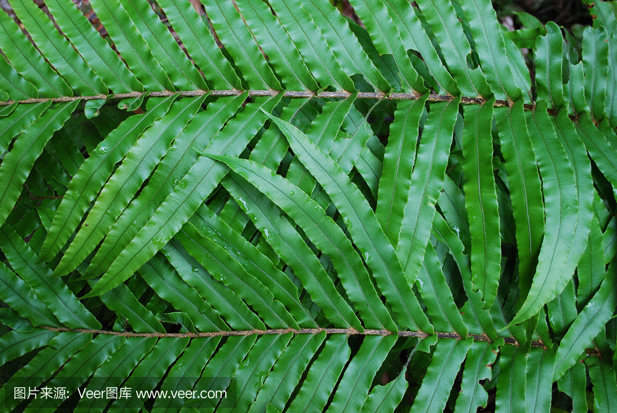 新西兰猕猴桃(Blechnum novae-zelandiae)