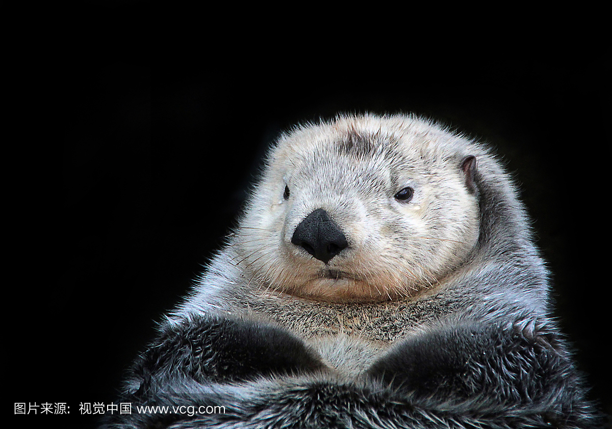 水獭,水濑,水濑属,特写