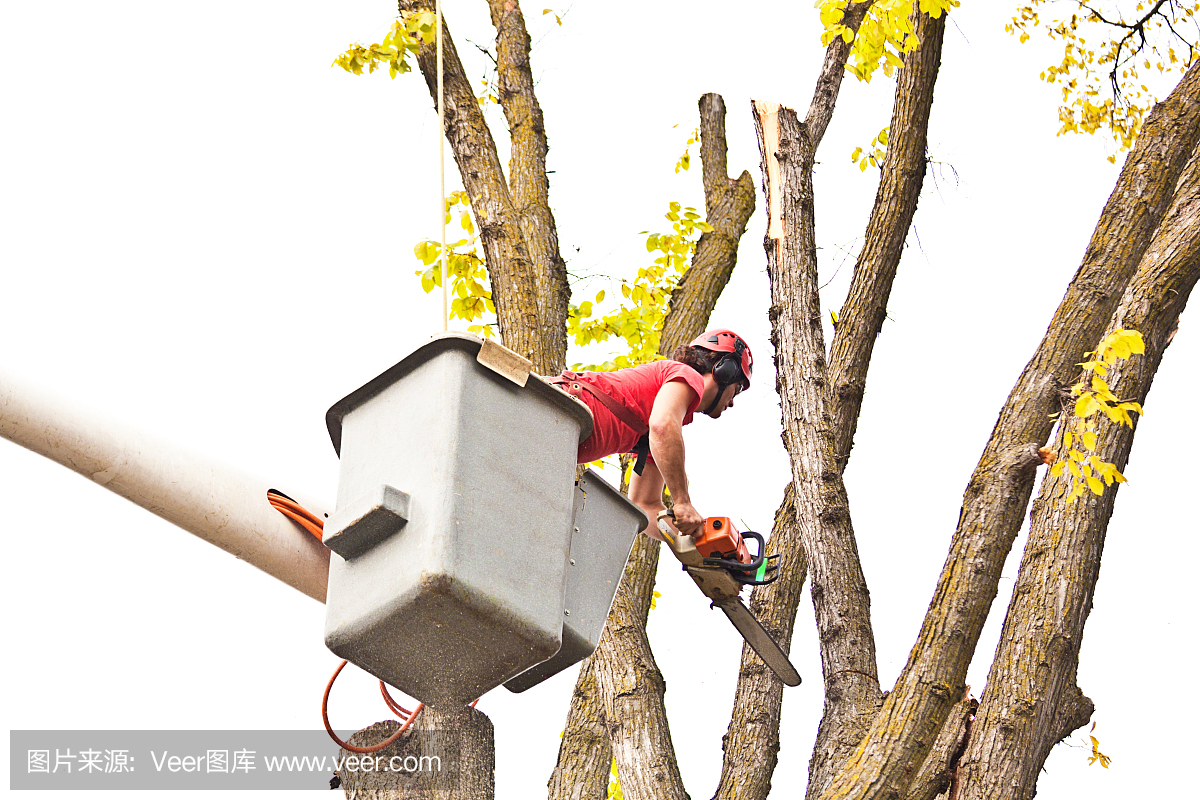 修剪树艺师修剪在电锯桶工作树与高架姿多美袜子图片