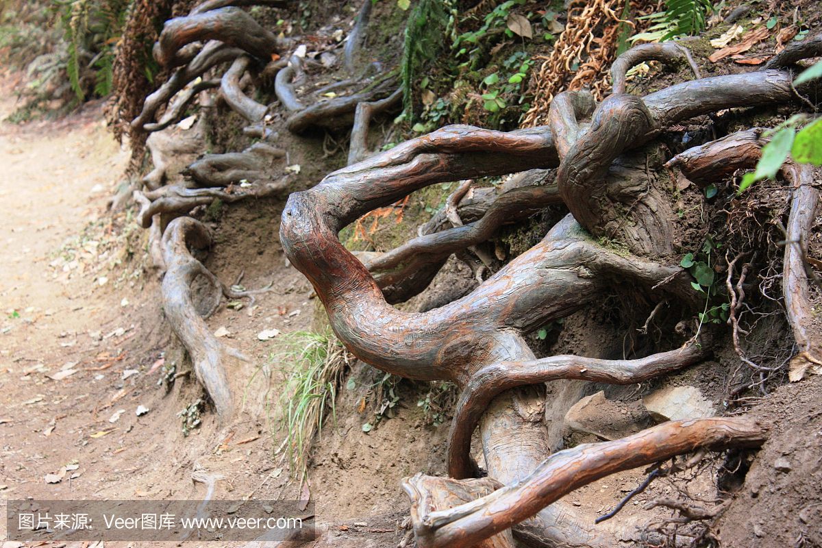 加州红杉,加利福尼亚红冷杉,Giant Sequoia,巨杉