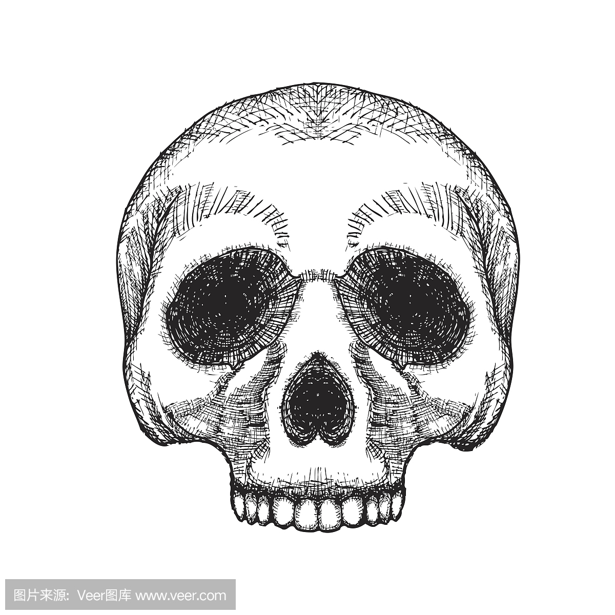 手绘图头骨。人类的头骨素描。黑色和白色插图