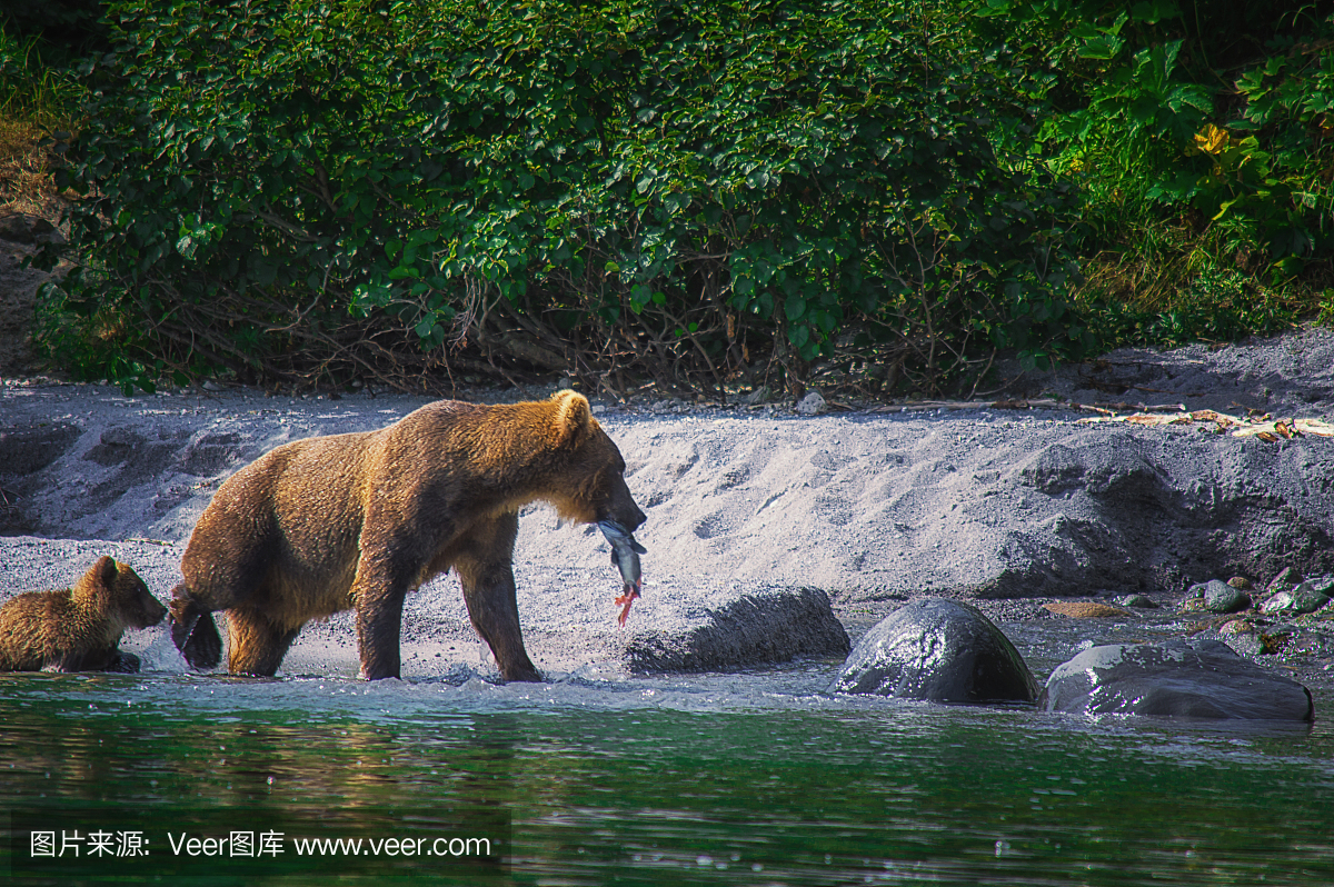 加棕熊女性和小熊在千岛湖捕鱼。堪察加半岛,
