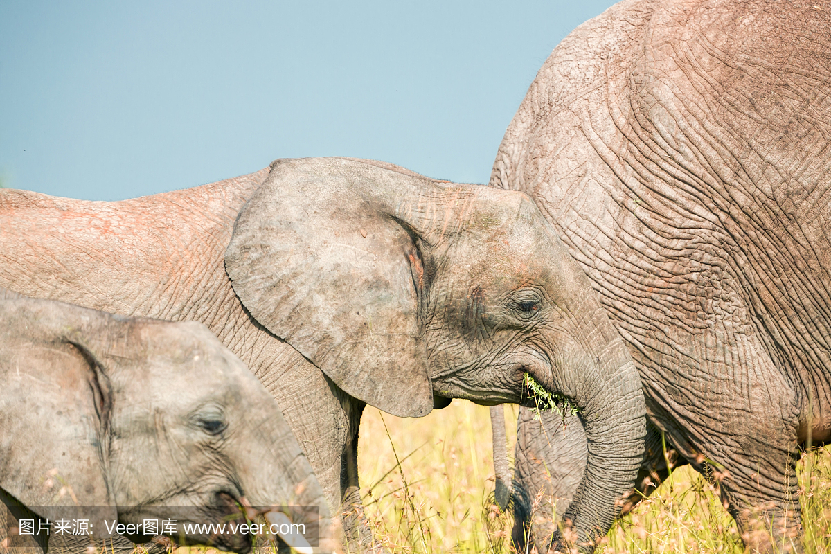 父亲,母亲和小牛大象放牧在一起