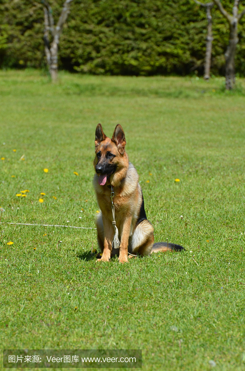德国牧羊犬,德国黑贝,德国黑背,德牧犬训练