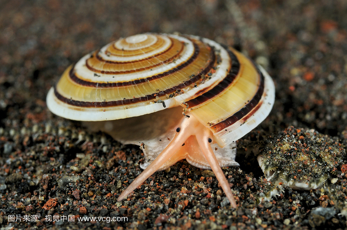 海洋蜗牛,Architectonica sp。,Tulamben,巴厘岛