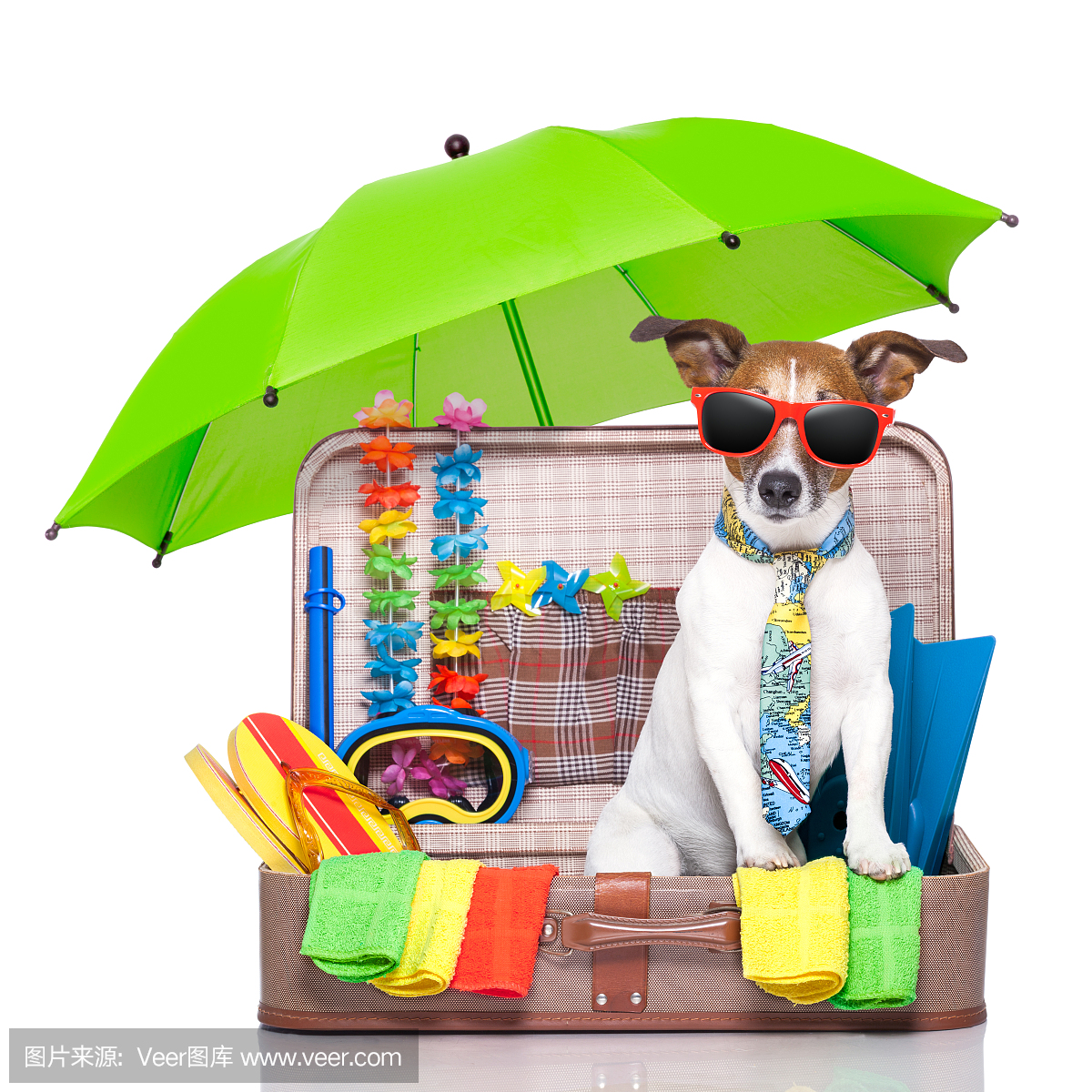 狗代表暑假的太阳镜