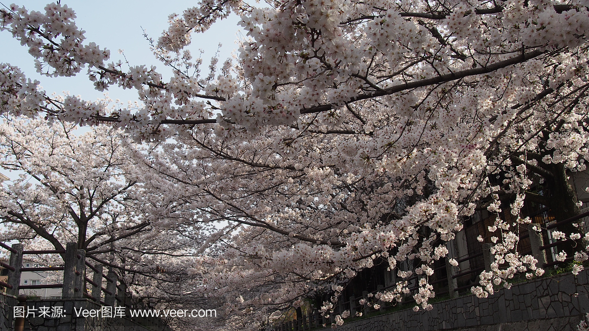 樱花,花季季节的日本樱花