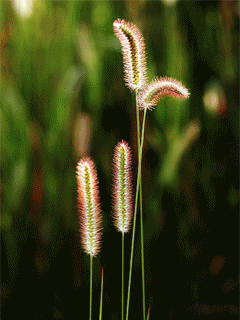 壁纸 草 绿色 植物 桌面 240_320 竖版 竖屏 手机 gif 动态图 动图