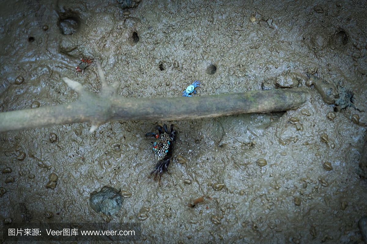 蓝色的螃蟹小红树林自然栖息地在泰姬勃bur府