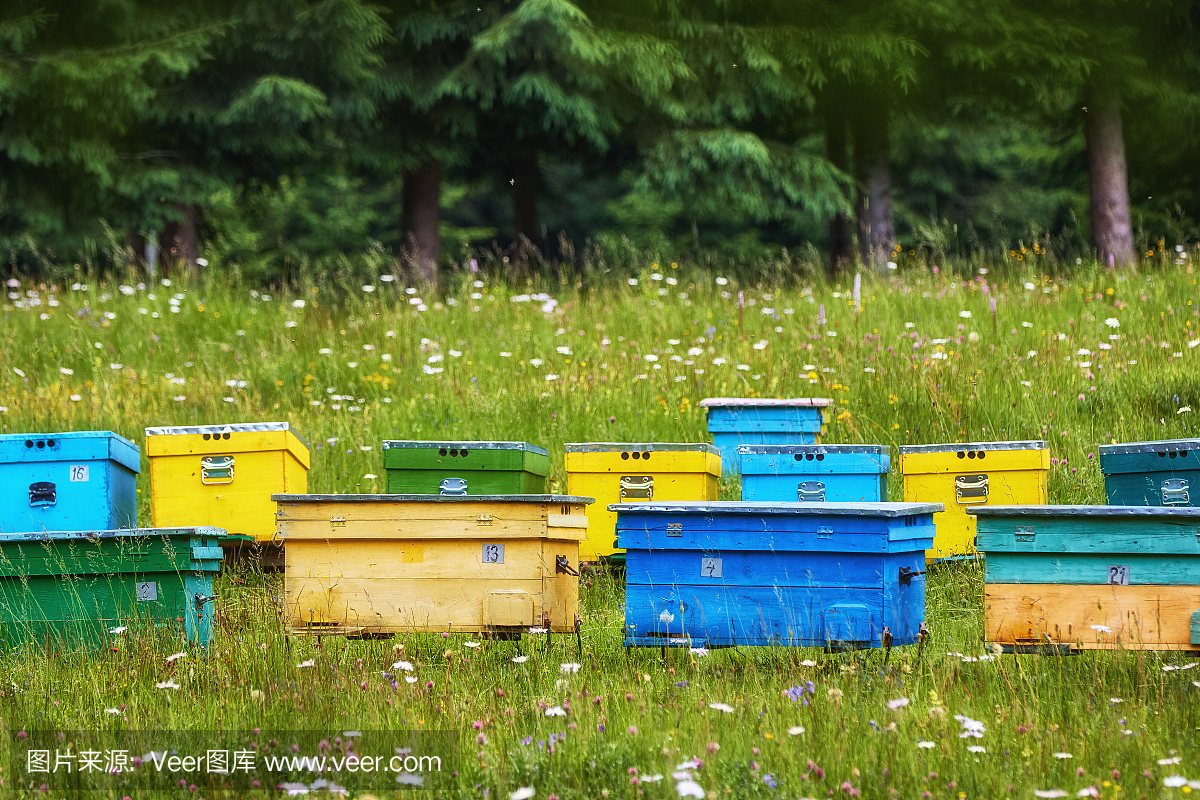 蜜蜂在田园诗般的草地上多彩的蜂巢