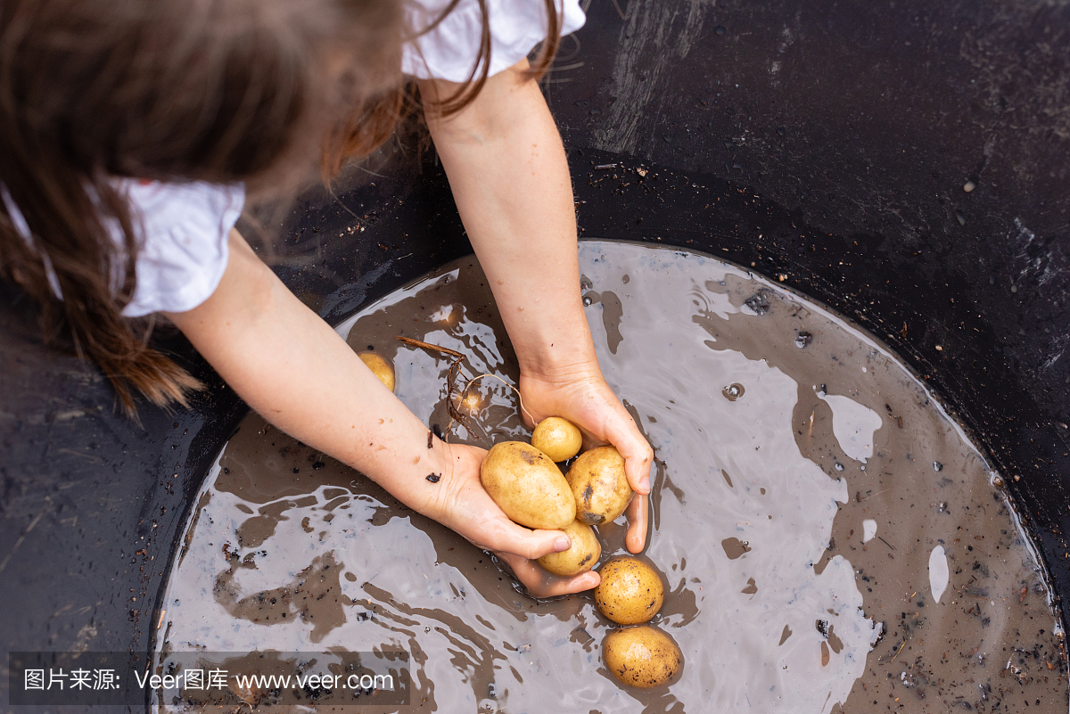 马铃薯,爱尔兰马铃薯,土豆,爱尔兰土豆