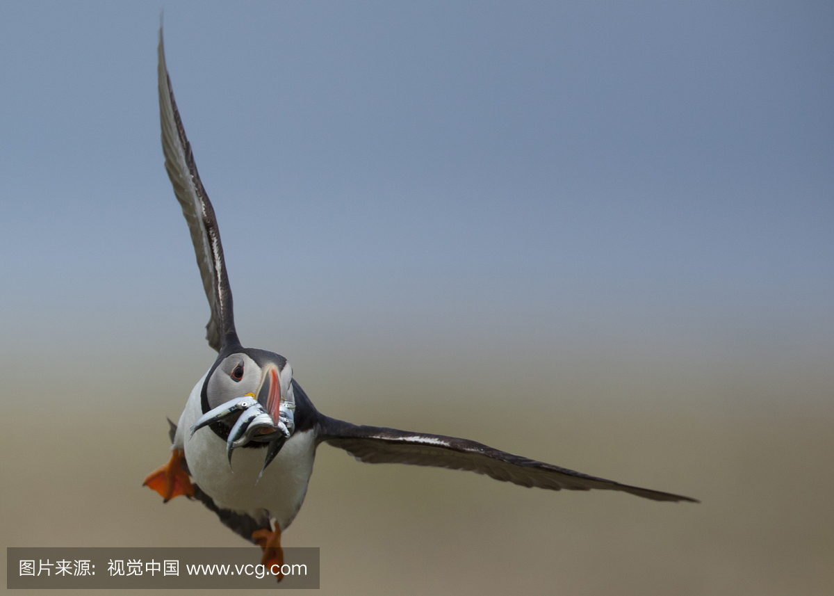 大西洋海雀,Fratercula arctica在飞行中
