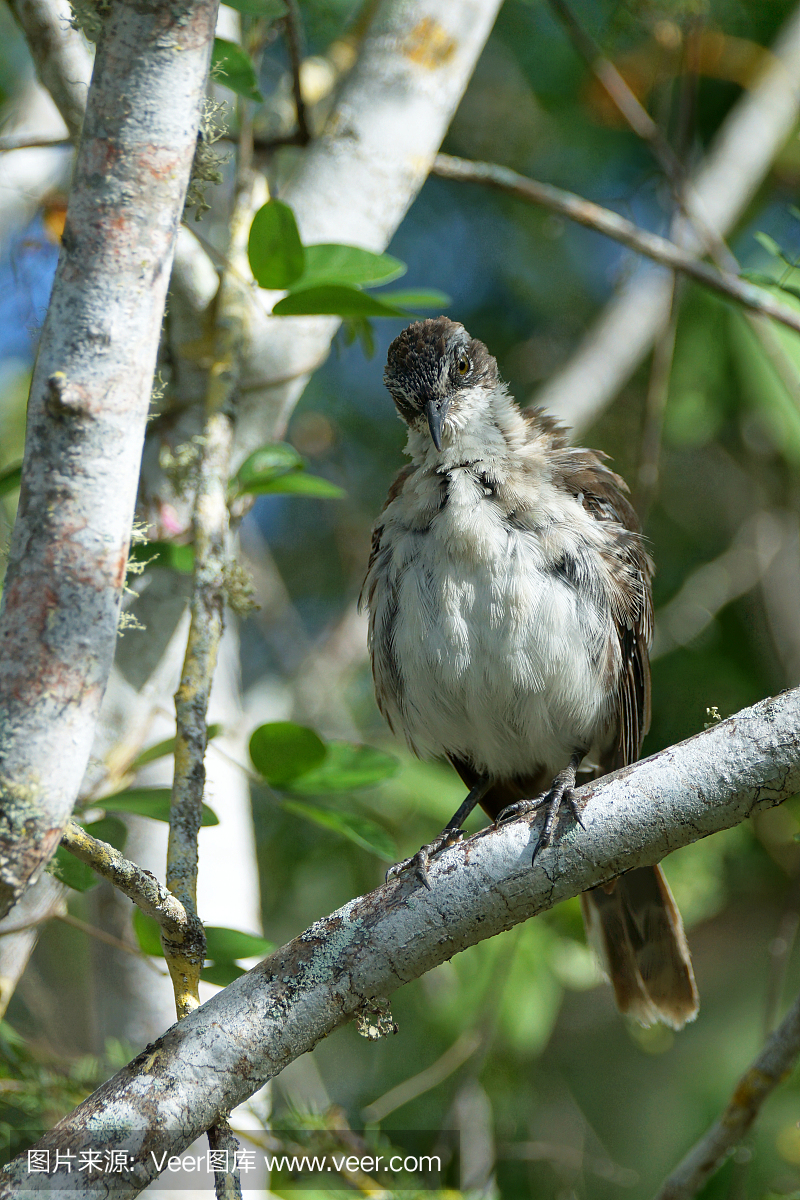 加岛嘲鸫,加拉帕戈斯模仿鸟,仿声鸟,棕色鸫鸟