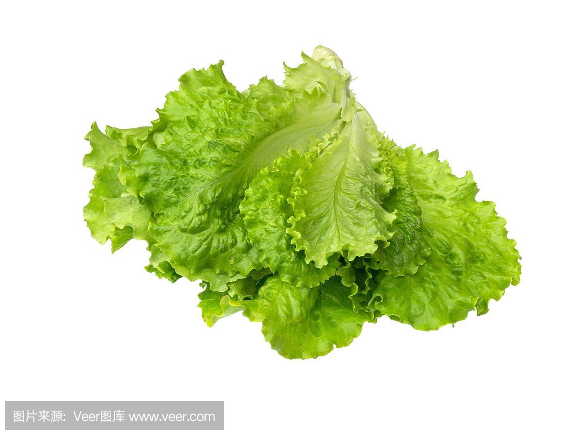 Lettuce salad. Salad leaf. Lettuce isolated. Fre