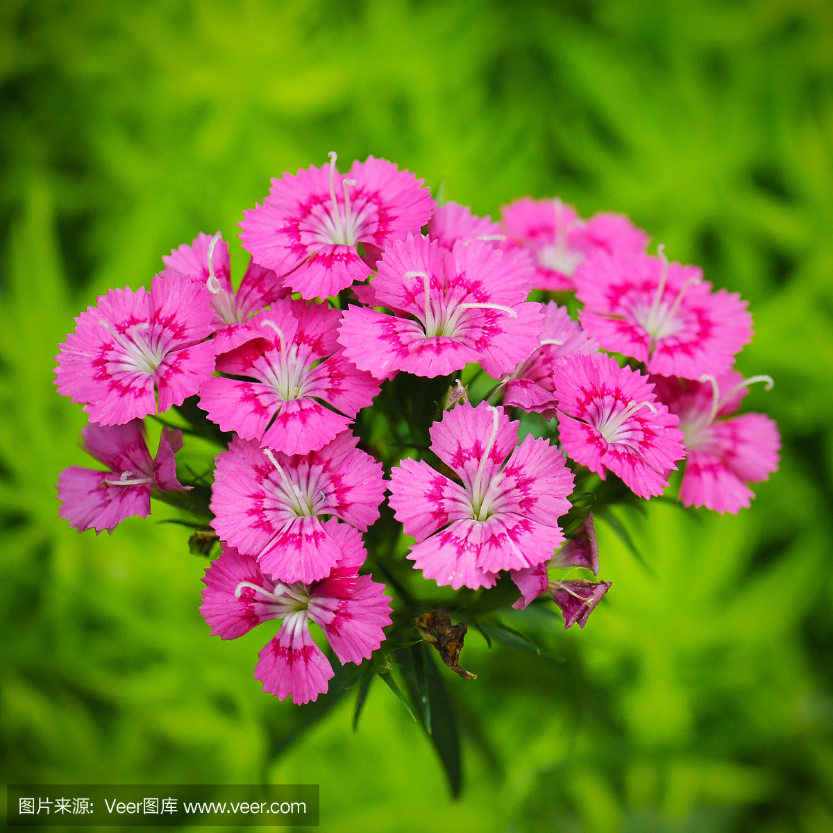 摄影,无人,户外,叶子