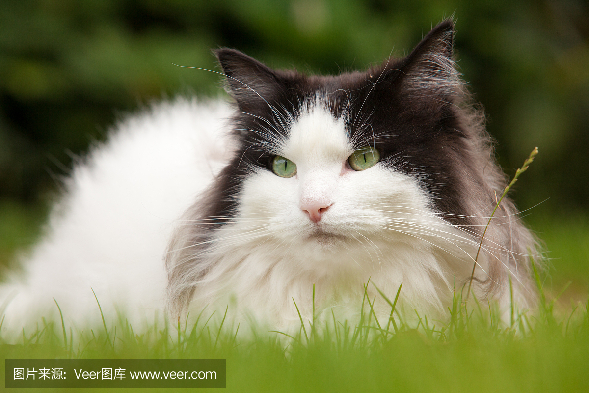 挪威森林猫的肖像