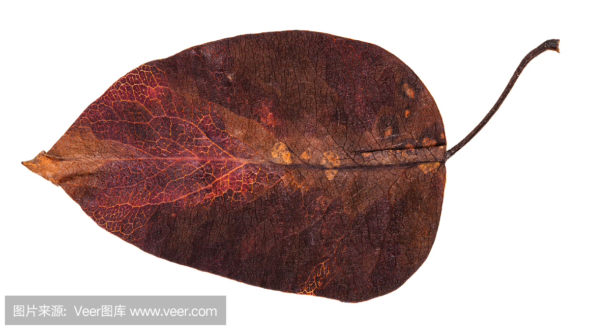 被隔绝的苹果树深红秋天叶子