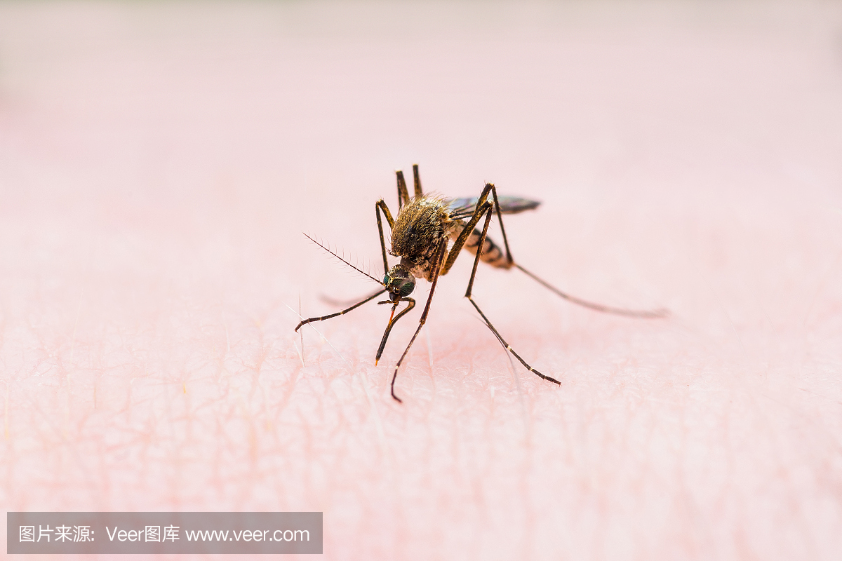 黄热病,疟疾或寨卡病毒感染的蚊虫叮咬