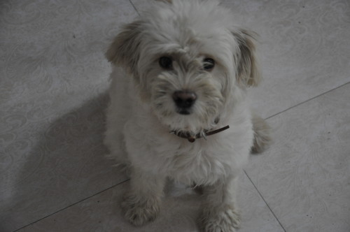 全身都很长的毛是什么狗