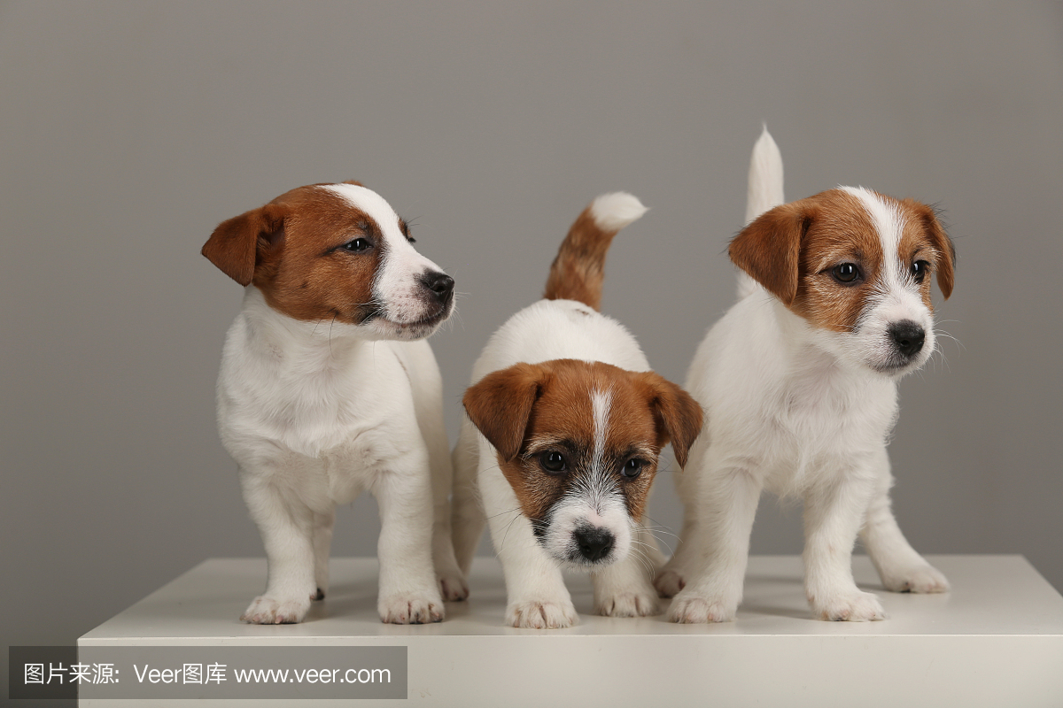 鼻烟壶,鼻烟盒,鼻烟,杰克拉瑟短腿犬