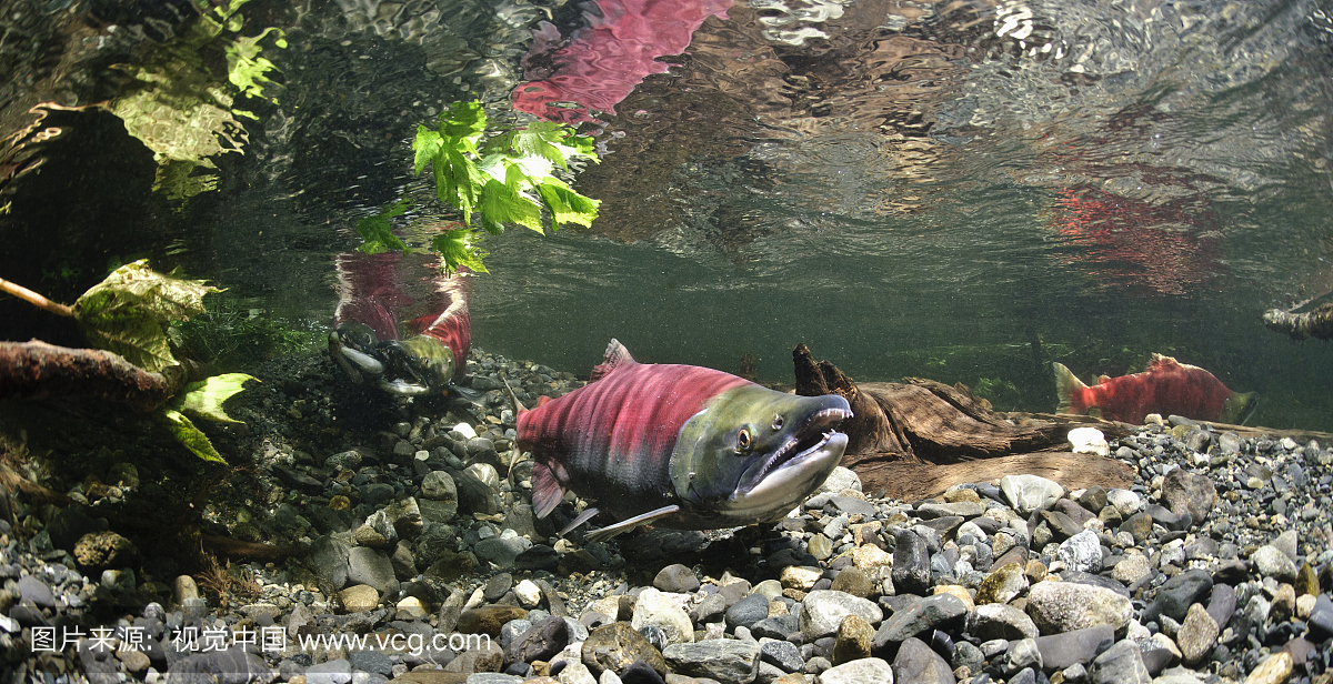 水下视图的三脚鲑鱼在动力溪产卵场,铜河三角