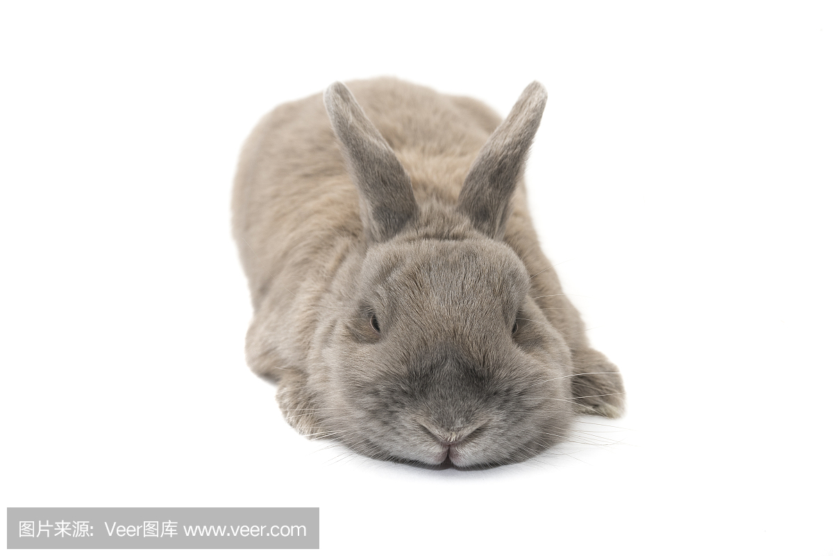 短横位垂耳兔,矮垂耳野兔,矮垂耳野兔子,睡觉