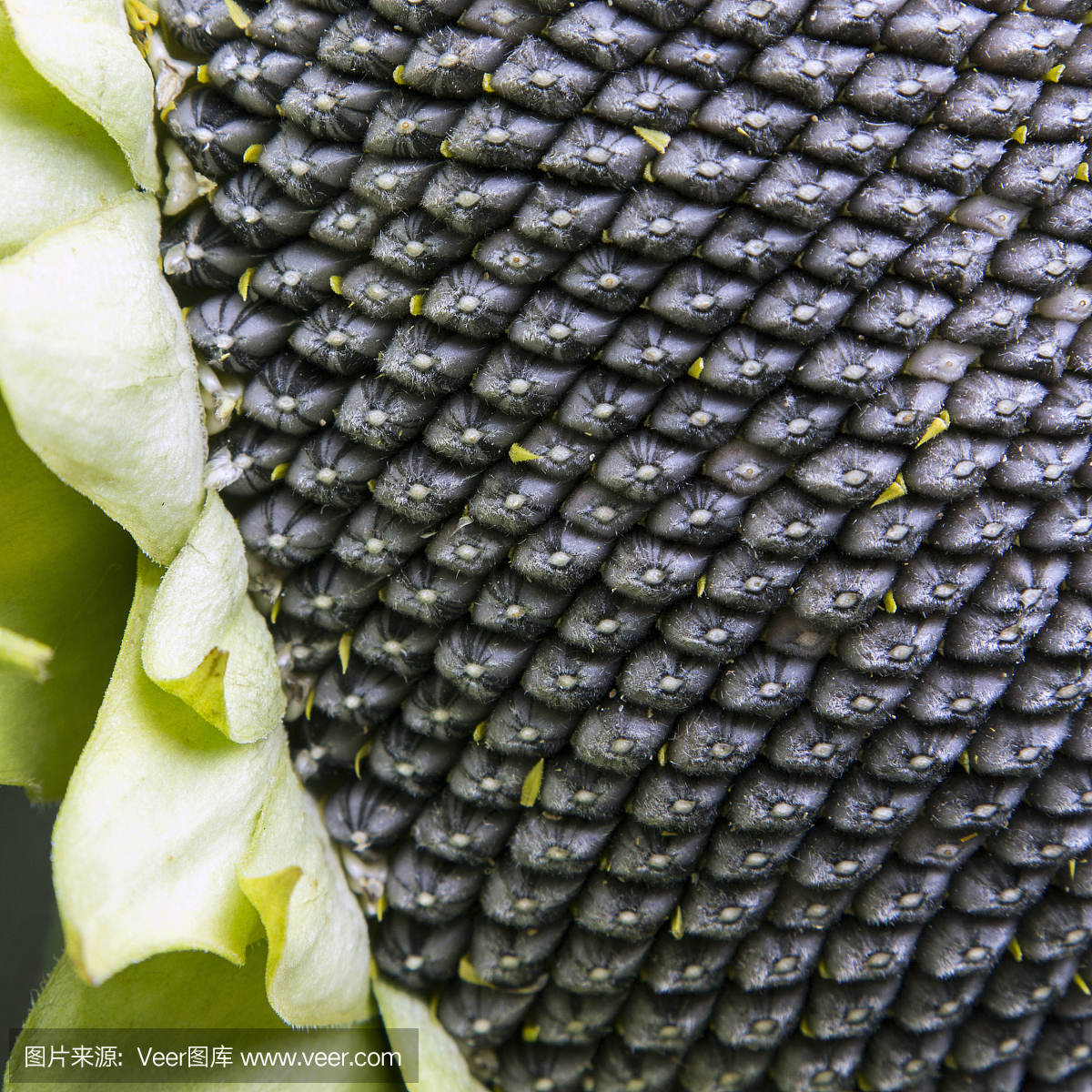 向日葵籽,向日葵种,瓜子,瓜子仁