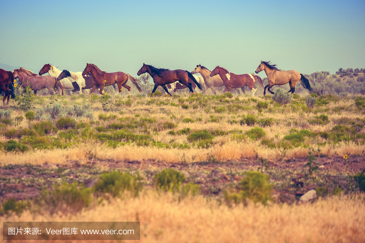 美丽的犹他州景观与野马赛跑的黄昏