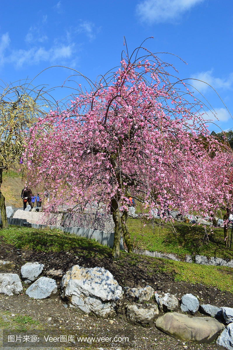 梅花树在三重奏