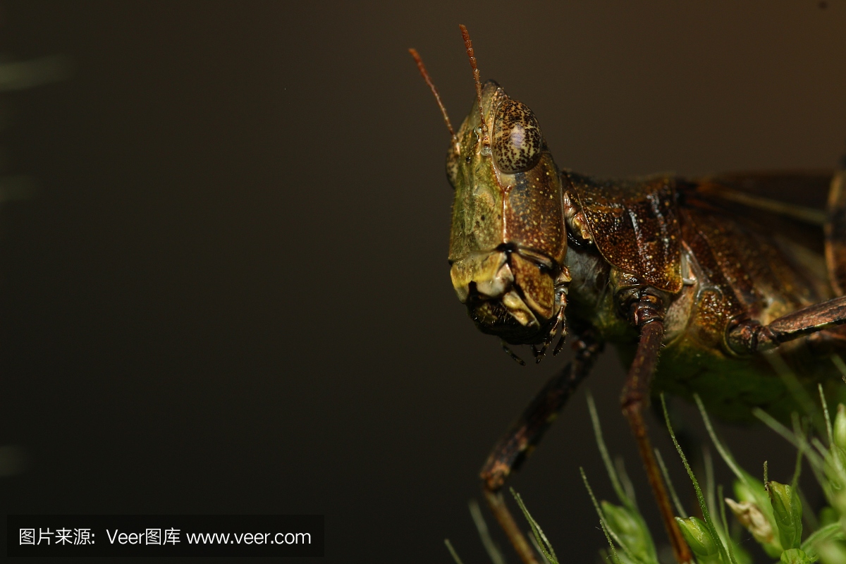 雪花石膏,条纹大理石石膏色,英文字母A,A字母