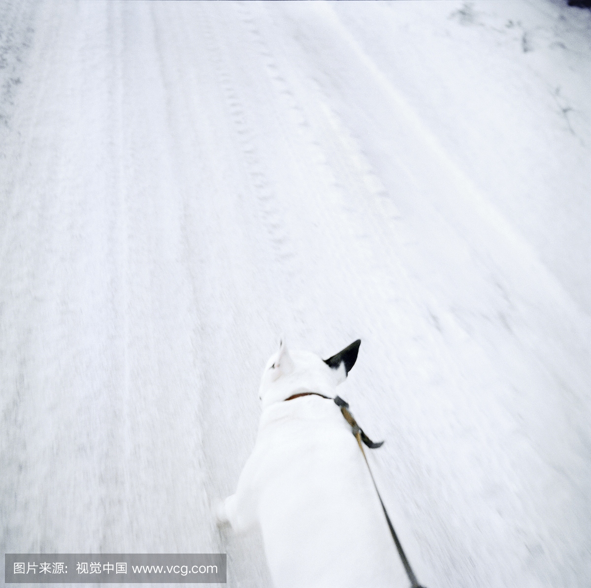 公牛梗在雪路上运行,在达拉纳,瑞典