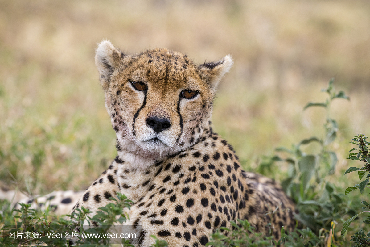 猎豹头特写镜头,非洲