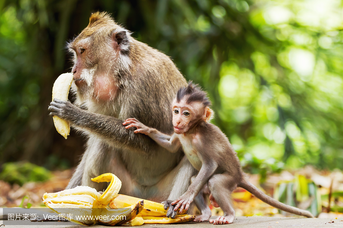 猴子吃香蕉猴子森林在乌布,巴厘岛,印度尼西亚