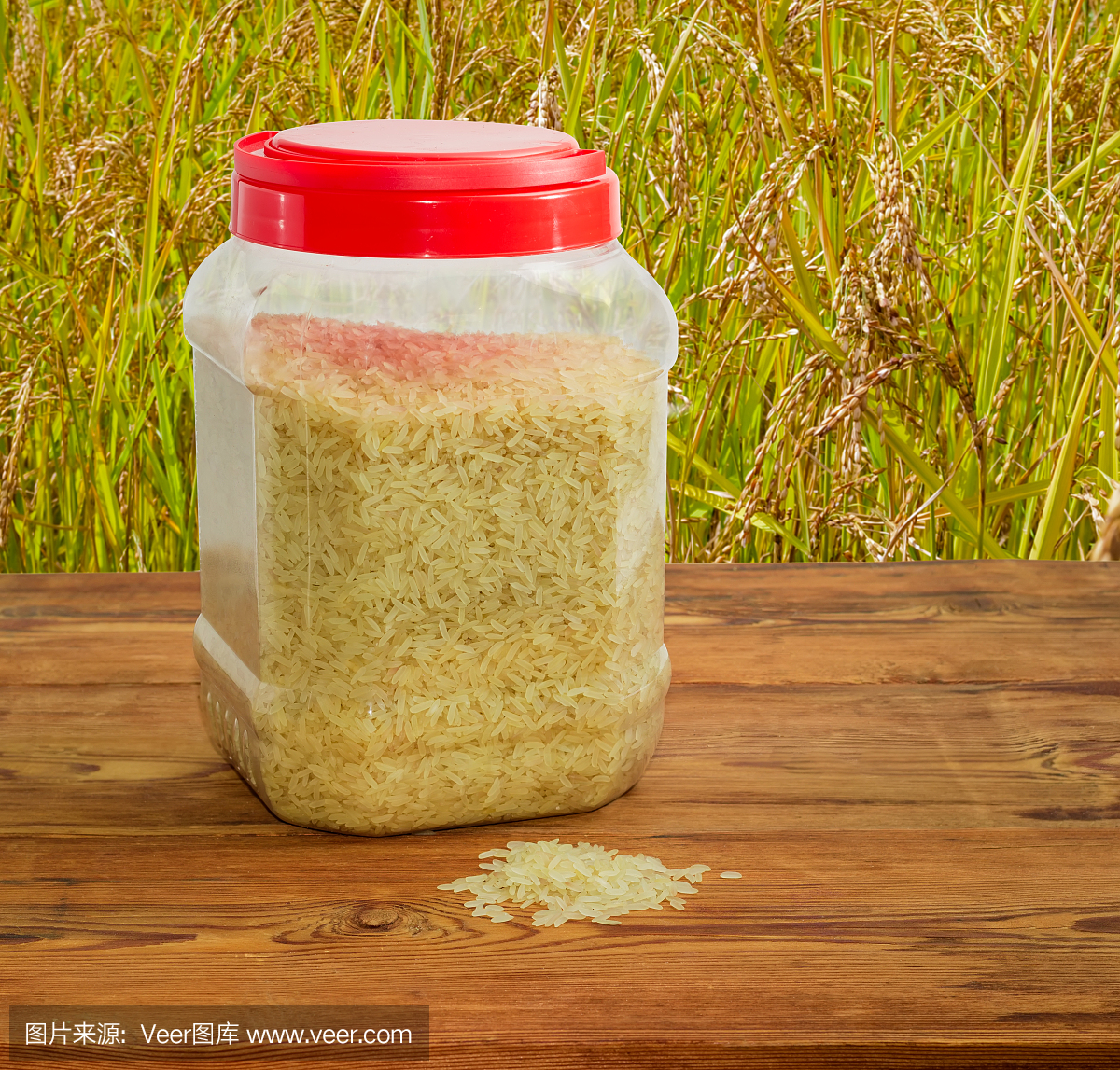 未煮熟的大米在稻田背景的塑料容器