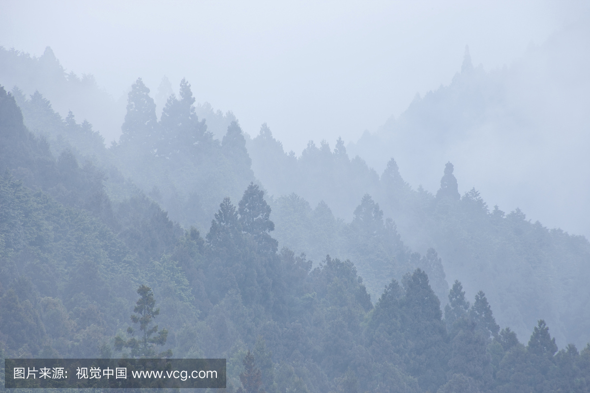 在日本滋贺县大津的森林大雾