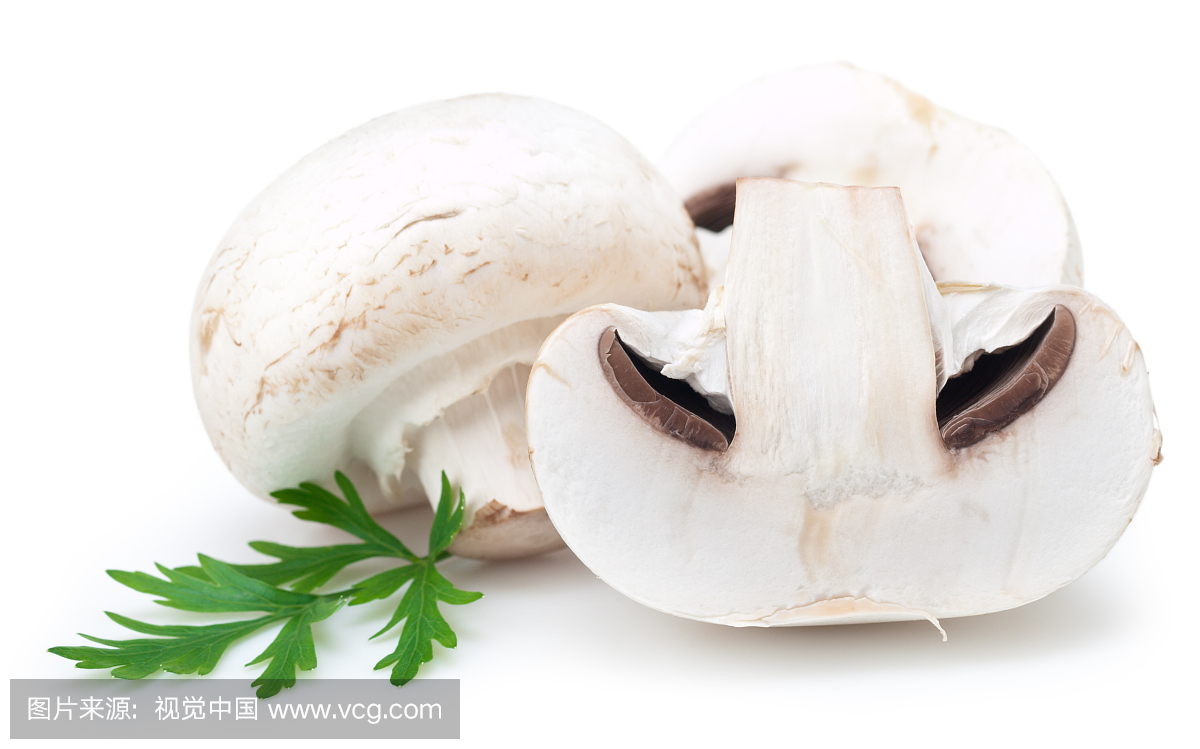 白蘑菇,白菌,白色蘑菇,蘑菇