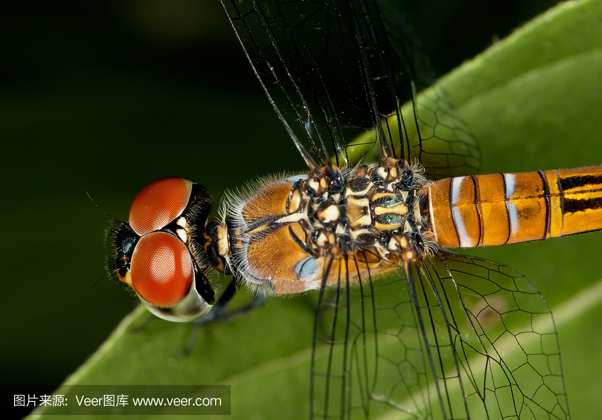 撇水蜻蜓,四点剪嘴,复眼,昆虫的复眼