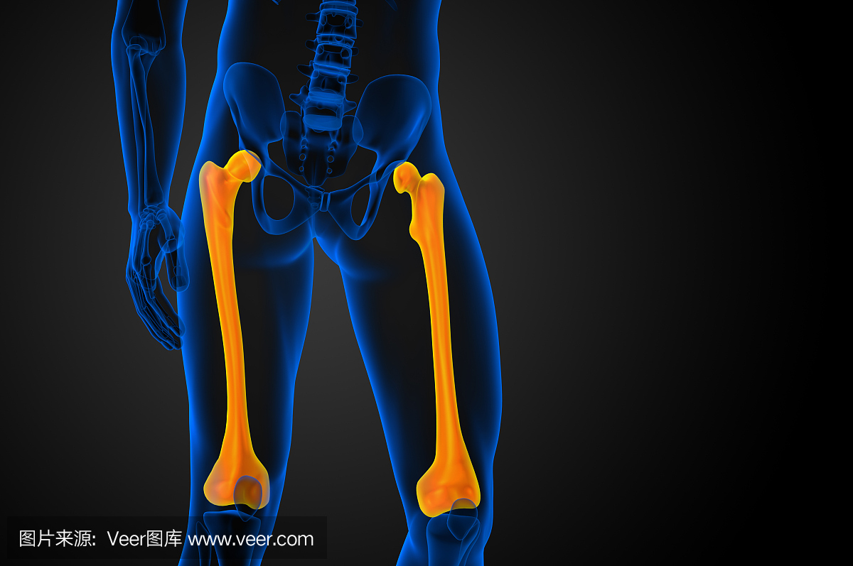 3d渲染股骨骨骼的医学插图
