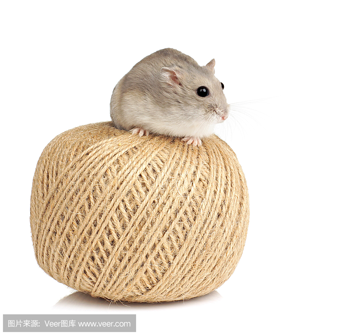 仓鼠,硕鼠,大老鼠,大田鼠