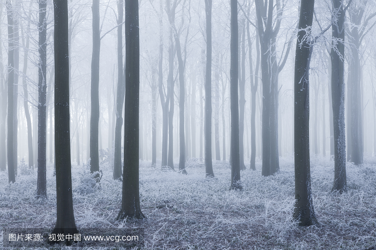 山毛榉(Fagus sylvatica)林地在雾和霜冻。西伍