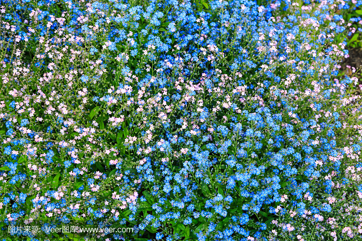 粉红色和蓝色勿忘我花