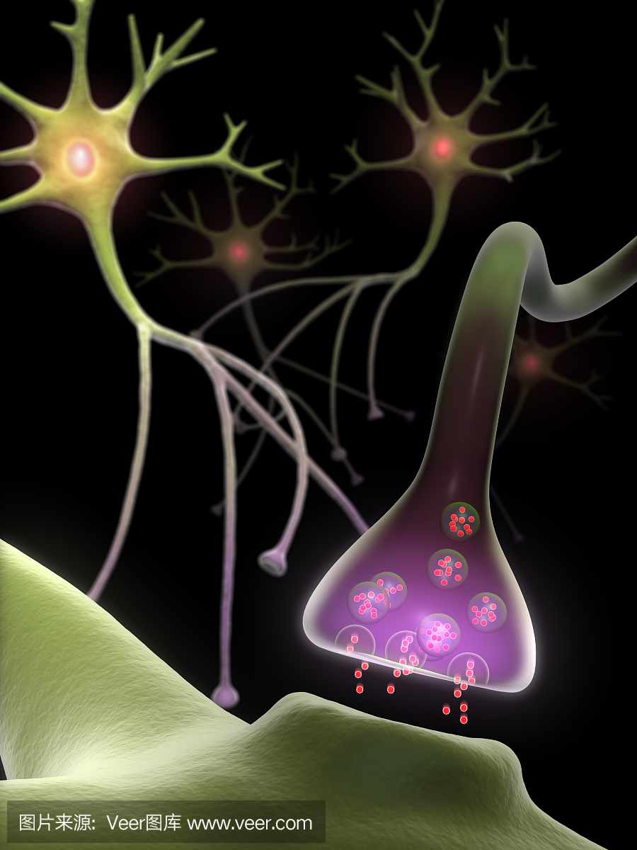 突触和神经元