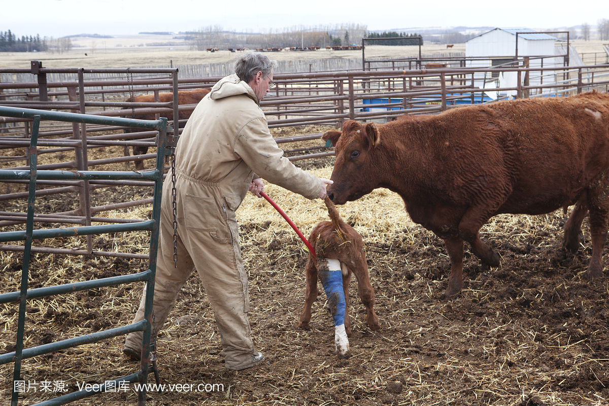 农民受伤的小牛