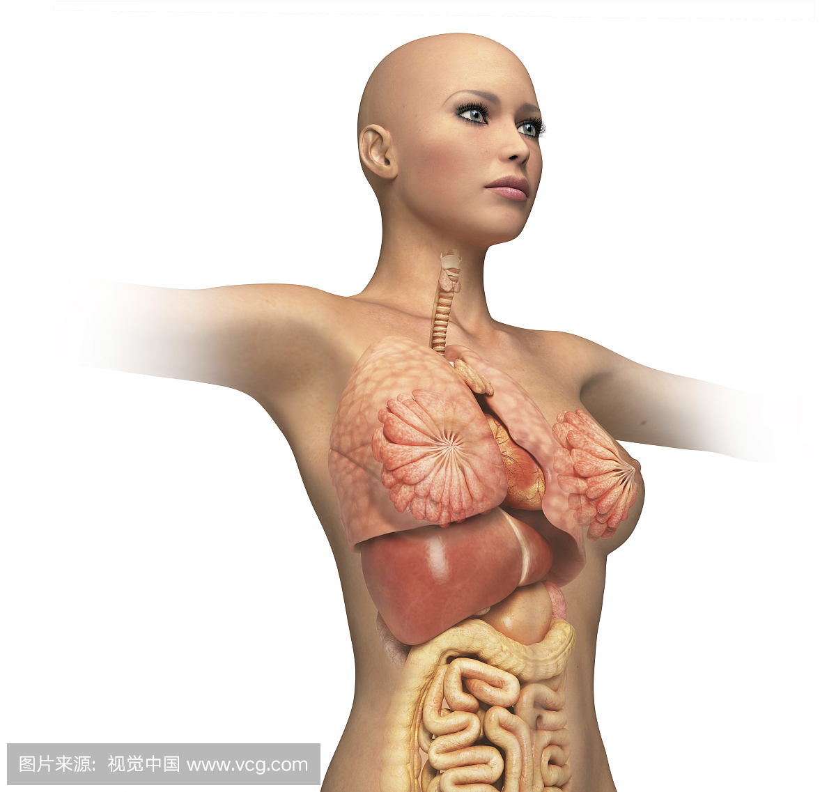 女性身体中部与内部器官叠加。